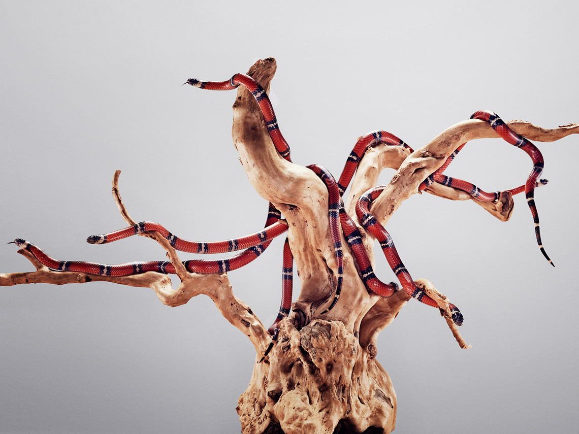 PANTHEROPHIS GUTTATUS