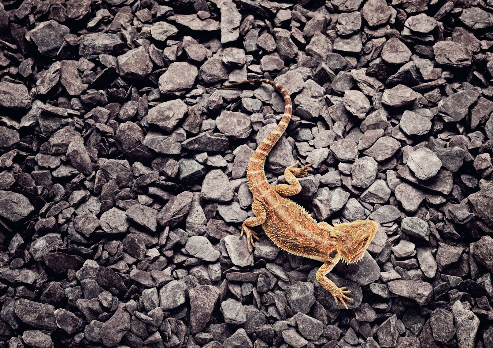 LIZARD