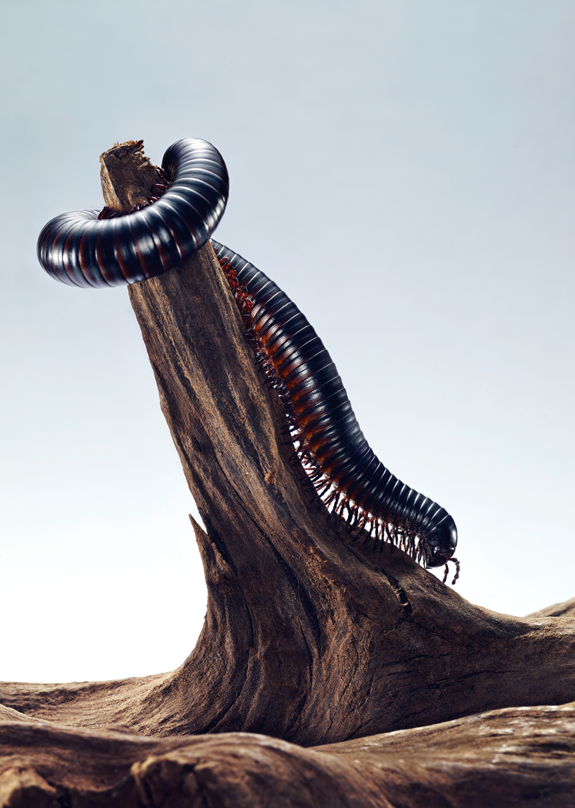 CENTIPEDE